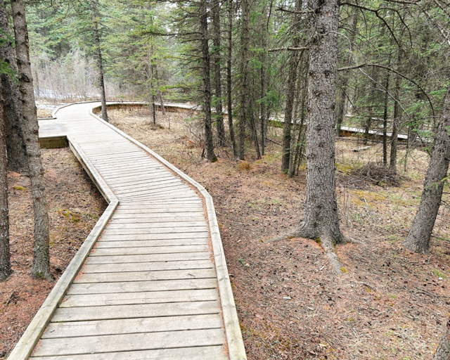 Don't skip the Beaver Boardwalk when planning your Hinton Winter Weekend Itinerary.