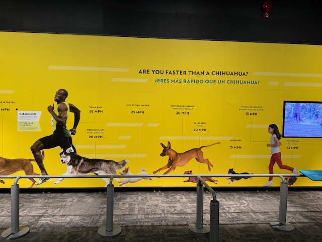Dogs! A Science Tail at TELUS World of Science Edmonton lets you see if you can run as fast as a dog